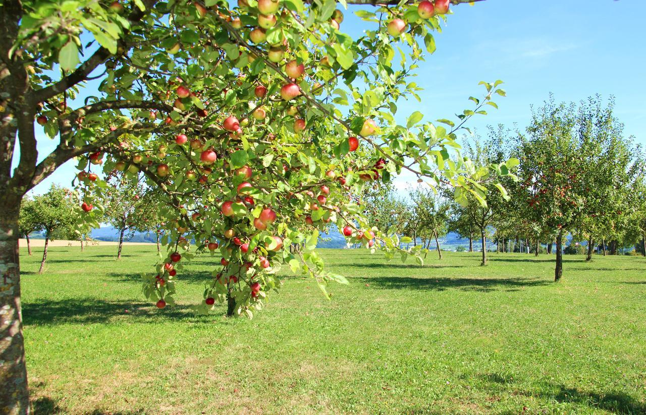 Mostlandhof Purgstall an der Erlauf Ngoại thất bức ảnh